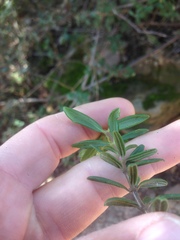 Lonicera subspicata subspicata
