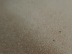 Pseudospongipellis delectans