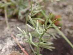 Trinia glauca