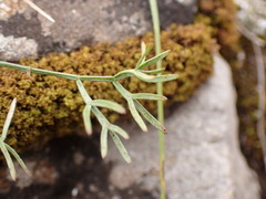 Trinia glauca