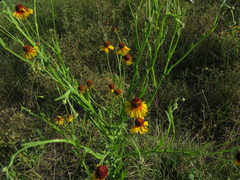 Helenium amphibolum
