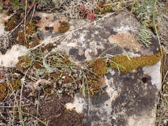 Trinia glauca