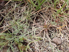 Trinia glauca