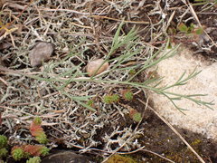 Trinia glauca