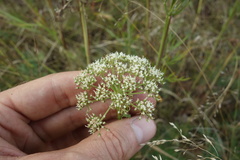 Selinum carvifolia