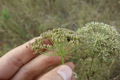 Selinum carvifolia