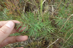 Selinum carvifolia