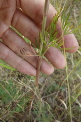 Selinum carvifolia