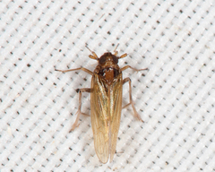 Javesella pellucida