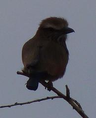 Coracias naevius mosambicus