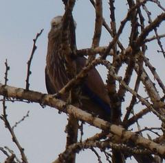 Coracias naevius mosambicus
