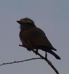 Coracias naevius mosambicus
