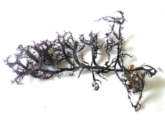 Chondracanthus teedei