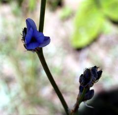 Aristea torulosa