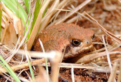 Breviceps adspersus