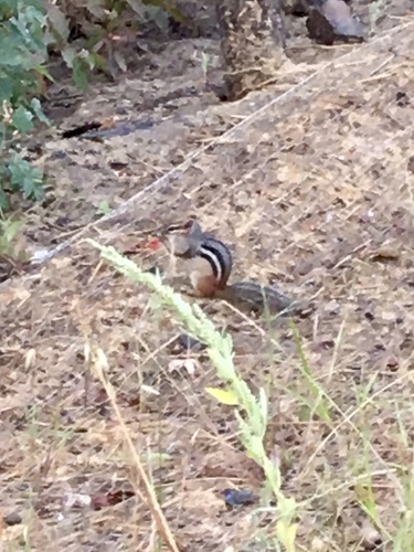 Eastern Chipmunk photographed in Minnesota