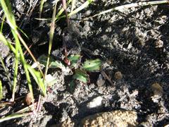 Disa bifida