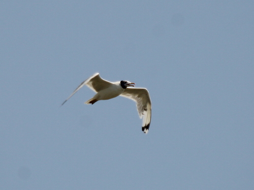 Gavión cabecinegro (Larus ichthyaetus)