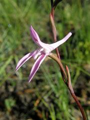 Disa bifida