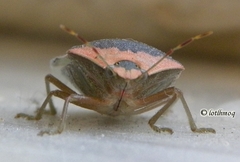 Nezara viridula