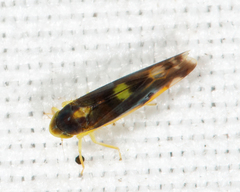 Eupteryx flavoscuta