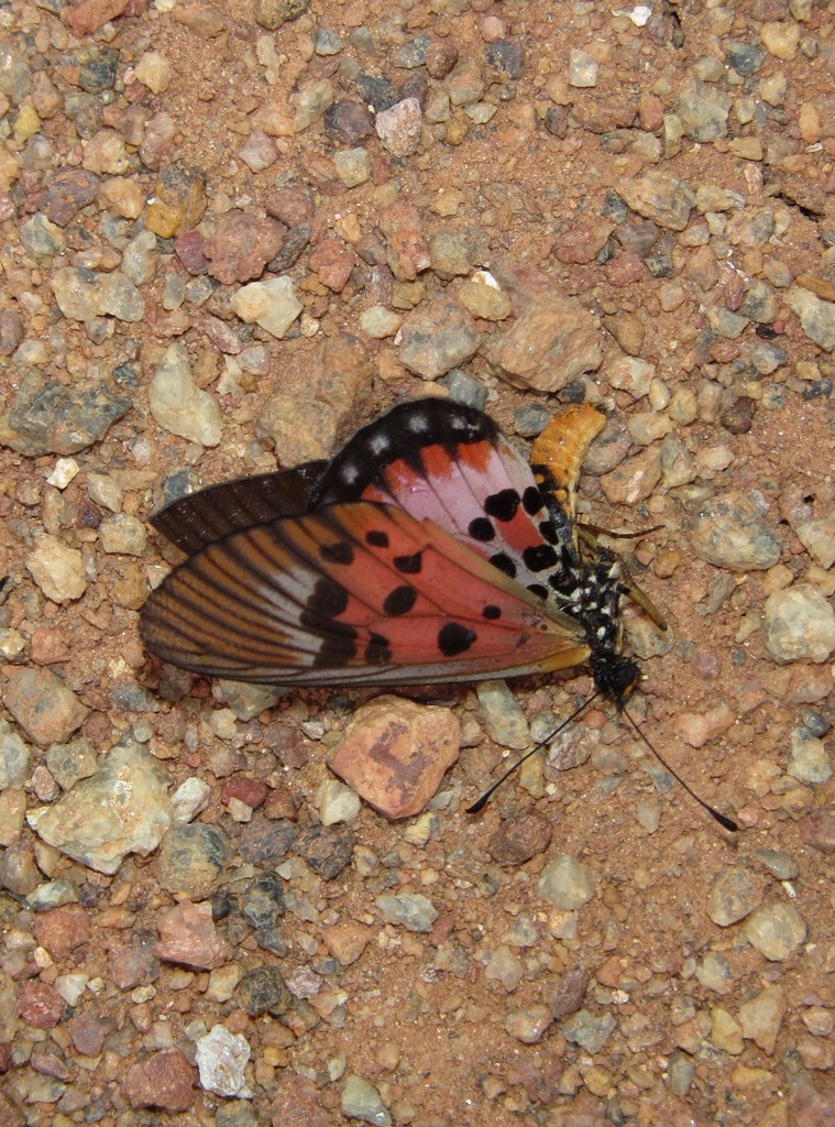 Acraea abdera