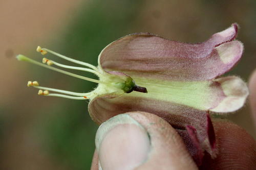 Pedaliaceae image