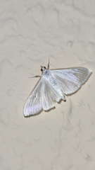 Palpita vitrealis