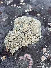 Rhizoplaca opiniconensis