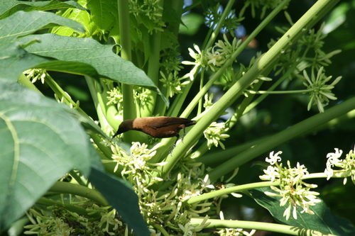 Carmelite Sunbird