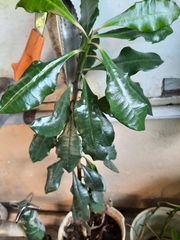 Euphorbia lophogona