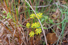 Bupleurum mundii