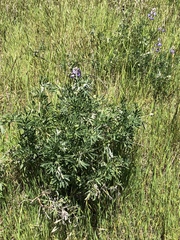 Lupinus arboreus