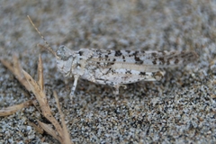 Sphingonotus personatus