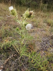 Cirsium ferox