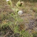 Cirsium ferox - Photo (c) bscrl, some rights reserved (CC BY-NC), uploaded by bscrl