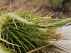 Cirsium ferox