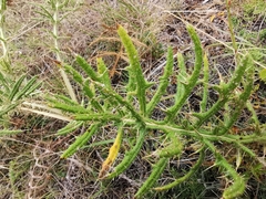Cirsium ferox