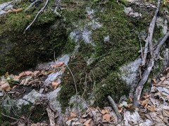 Melica smithii