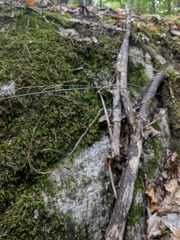 Melica smithii
