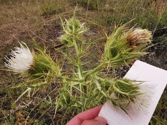 Cirsium ferox