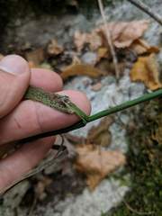 Melica smithii