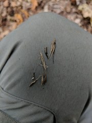 Melica smithii