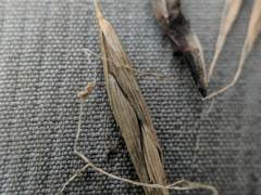 Melica smithii