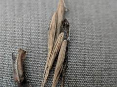 Melica smithii