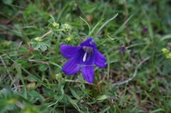 Campanula saxifraga