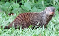 Banded Mongoose photo 5