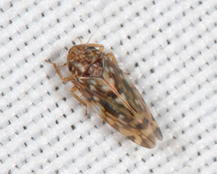 Xestocephalus similis