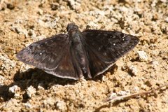 Erynnis meridianus