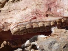 Equus zebra hartmannae